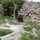 Three ponies and two bears obtained the Zoo in Varna