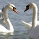 The swans arrived in Varna