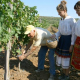The programme for aid of the wine-producing sector has started