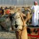 The camels begin their journey