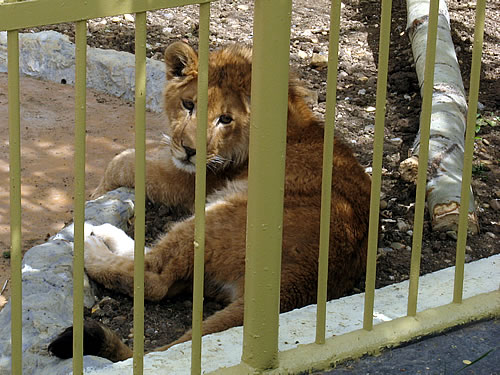 Sofia Zoo renewed - new cells and new animals
