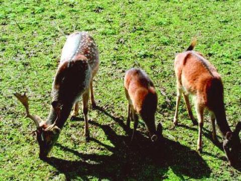 Two pedigree deer arrived in the Zoo in Aytos