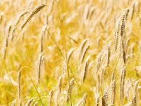 Bulgaria gets third place in Europe as grain exporter